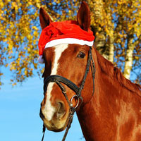 �x���W�����J�W�m�̃N���X�}�X